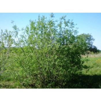 WIERZBA WICIOWA - sadzonki 80 / 100 cm